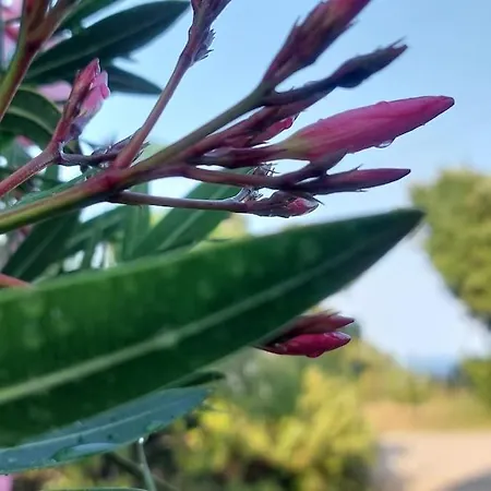 Casa Perla Iridella Hébergement de vacances *