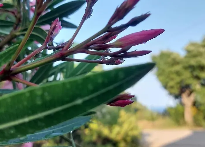 Casa Perla Iridella 펜션 *